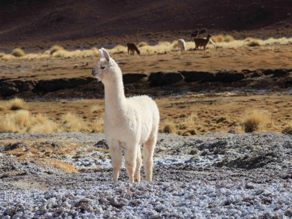 1221_argentine – moto (12)