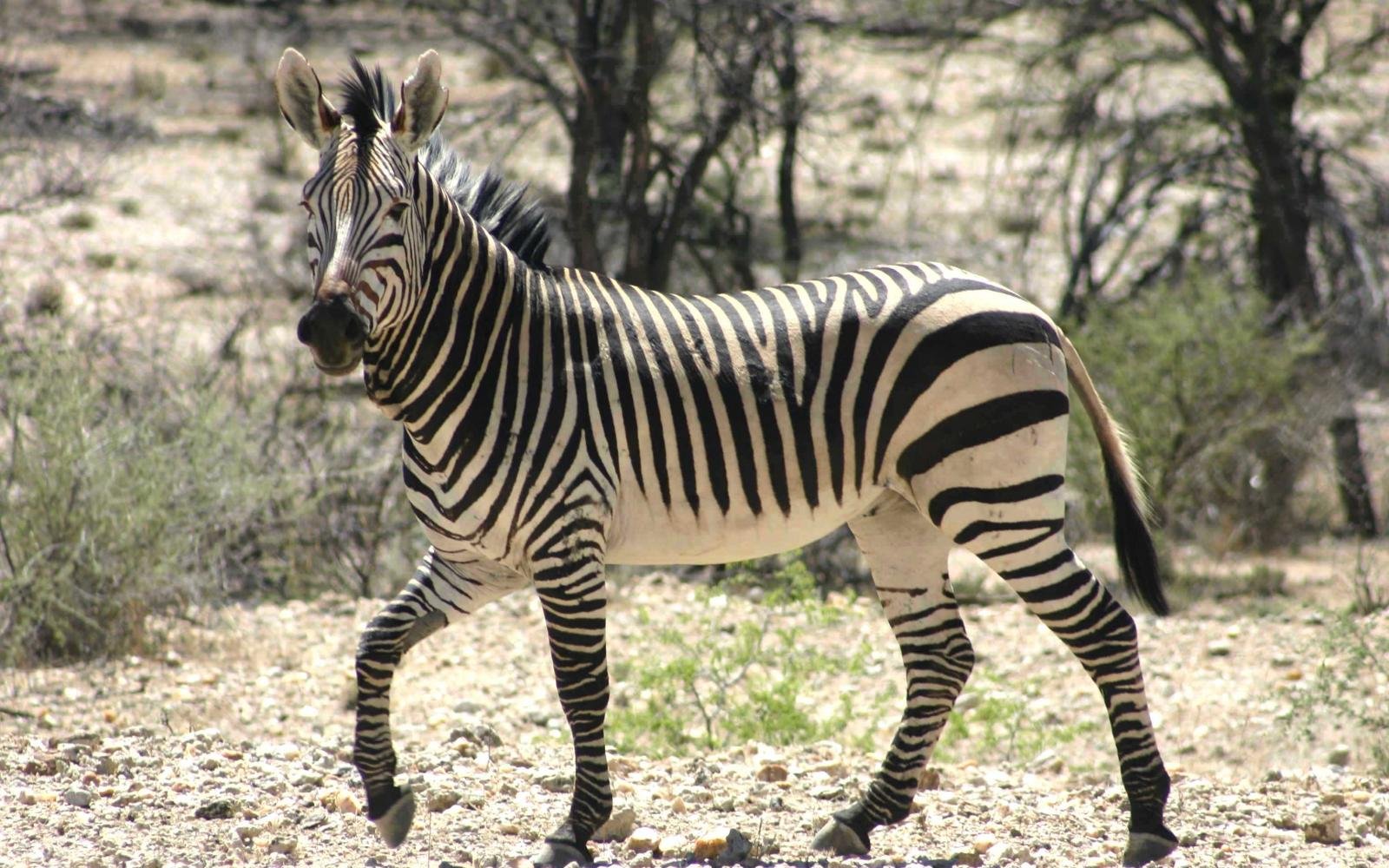 5682_NAMIBIE (14)