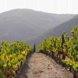 divya-kothari-zsF3deuzrCk-unsplash