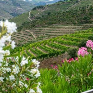 thimo-van-leeuwen-zjrSdx_WKN4-unsplash